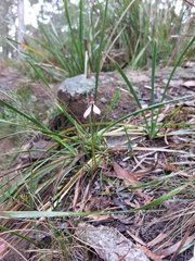 Eriochilus cucullatus