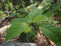 Clerodendrum tomentosum