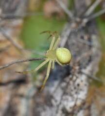 Zygometis xanthogaster