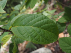 Clerodendrum tomentosum
