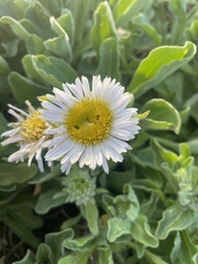 Erigeron glaucus