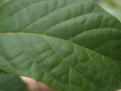 Clerodendrum tomentosum