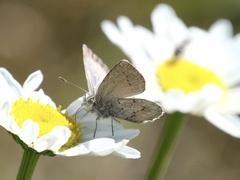 Zizina oxleyi