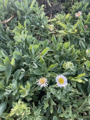 Erigeron glaucus