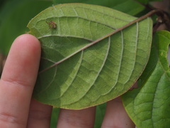 Clerodendrum tomentosum