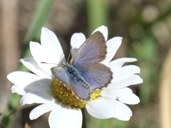 Zizina oxleyi
