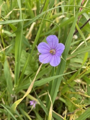 Erodium