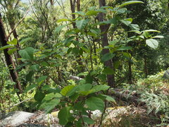 Clerodendrum tomentosum