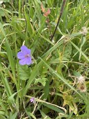 Erodium