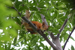 Sciurus vulgaris
