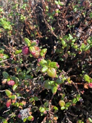 Eriogonum parvifolium