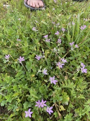 Erodium