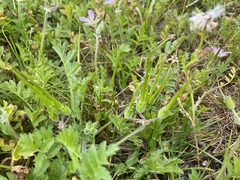 Erodium
