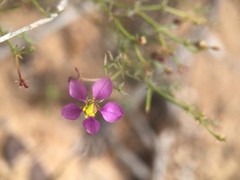 Fagonia laevis