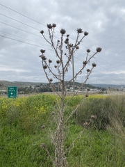 Asteraceae