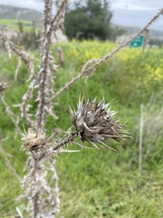 Asteraceae