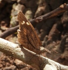 Libythea laius