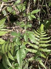 Causonis corniculata