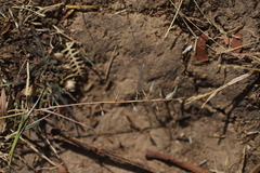 Eragrostis