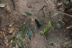 Agarista salicifolia