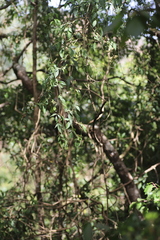 Jasminum abyssinicum