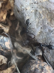 Myrmecocystus mimicus