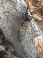 Myrmecocystus mimicus