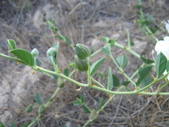 Capparis spinosa herbacea