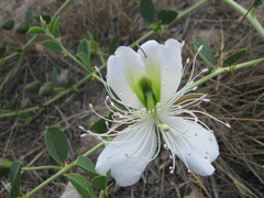 Capparis spinosa herbacea