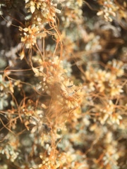Cuscuta californica