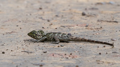 Lophosaurus spinipes