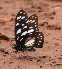 Graphium leonidas