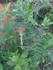 Castilleja arvensis arvensis