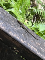 Anolis marmoratus