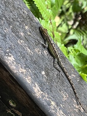 Anolis marmoratus