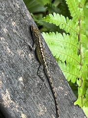 Anolis marmoratus