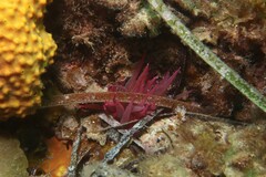 Isanemonia australis