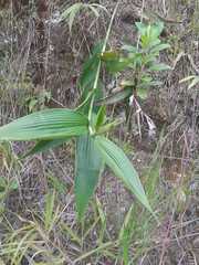 Sobralia rosea