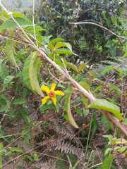 Mandevilla subsagittata