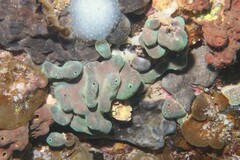 Polysyncraton