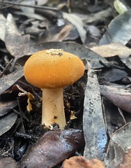 Amanita xanthocephala