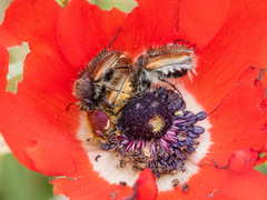 Anemone coronaria