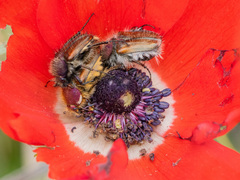 Anemone coronaria