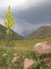 Verbascum songaricum