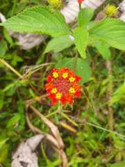 Lantana tiliaefolia