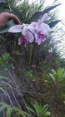 Sobralia rosea