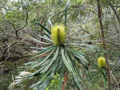 Banksia aquilonia