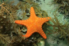Pentagonaster duebeni