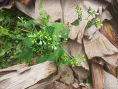 Fleischmannia microstemon