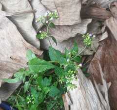 Fleischmannia microstemon